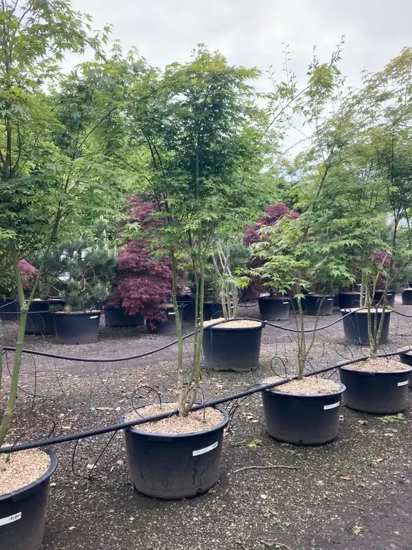 Japanse esdoorn (Acer palmatum) - Verlaagde prijs