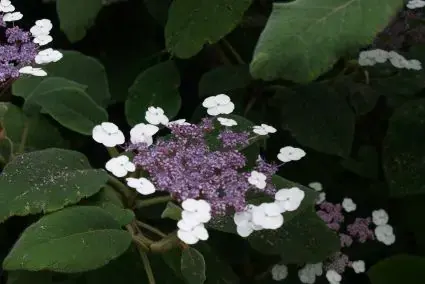 Fluweelhortensia (Hydrangea aspera ‘Sargentiana‘) | Bestel nu