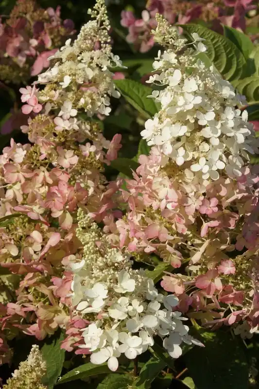 Beste prijs - Pluimhortensia ‘Pinky Winky‘ online bestellen