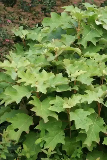 Actie loopt bijna af | Eikenbladhortensia (Hydrangea quercifolia ‘Snow Queen‘)