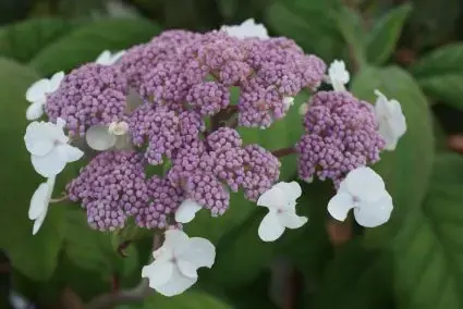 Fluweelhortensia (Hydrangea aspera ‘Macrophylla‘) - Online bestellen
