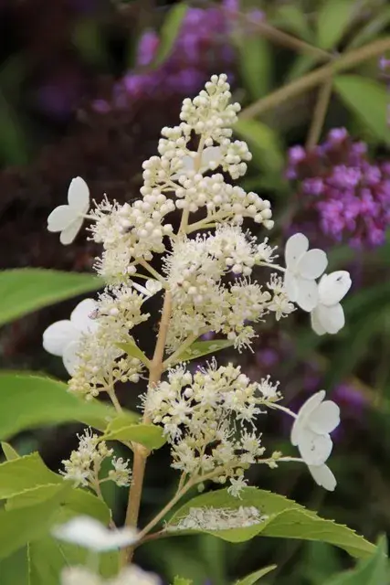 Pluimhortensia (Hydrangea paniculata ‘Kyushu‘) | Nog maar een paar beschikbaar