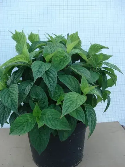 Hortensia (Hydrangea serrata ‘Bluebird‘) - Premiumkwaliteit