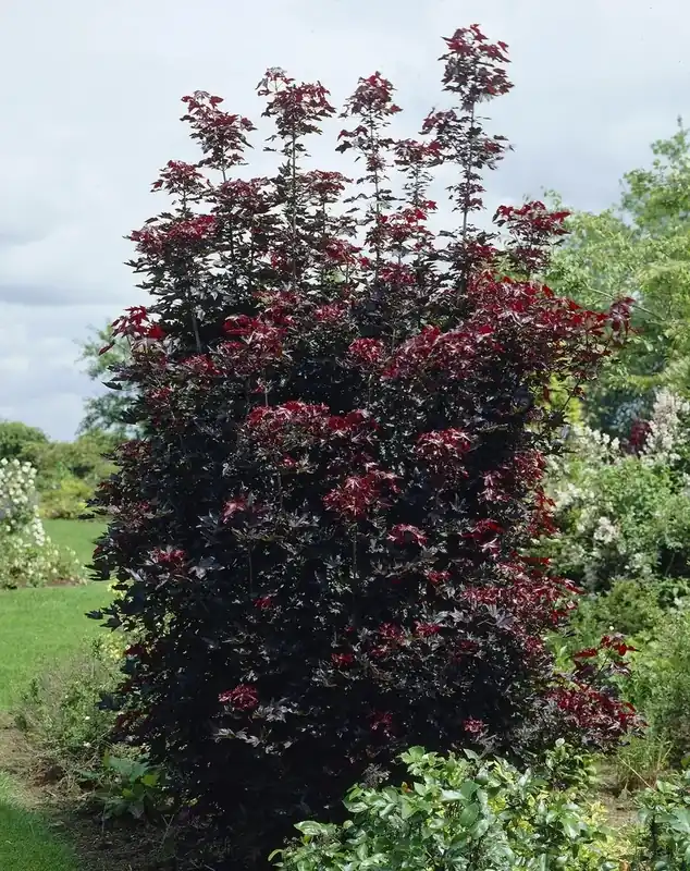Rode Esdoorn beveerd (Acer platanoides ‘Crimson Sentry‘) | Net binnen