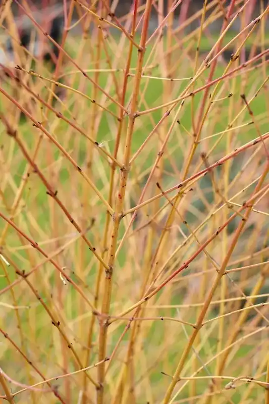 Kornoelje (Cornus sanguinea ‘Winter Beauty) | Prijs verlaagd