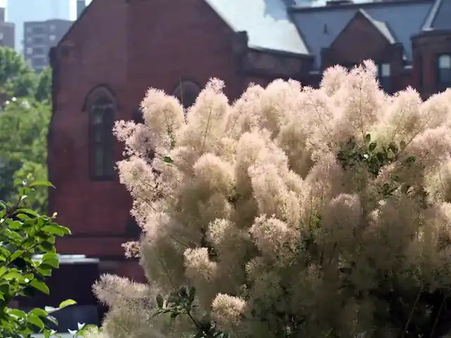 Pruikenboom (Cotinus coggygria ‘Young Lady‘) - Beste prijs