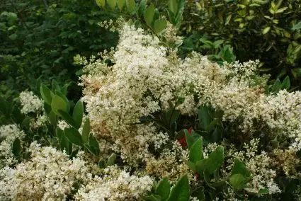 Texaanse Liguster/Liguster (Ligustrum texanum ‘Silver Star‘) | Hoge kwaliteit