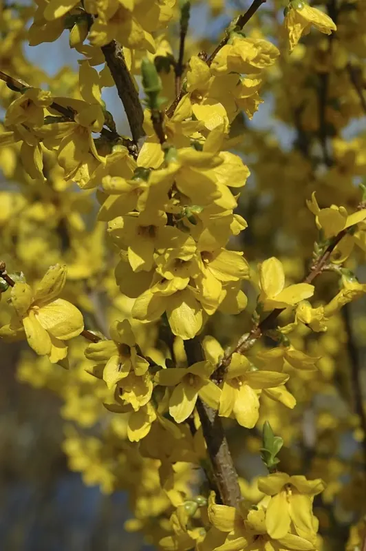 Actie loopt bijna af - Chinees klokje (Forsythia intermedia ‘Lynwood‘)