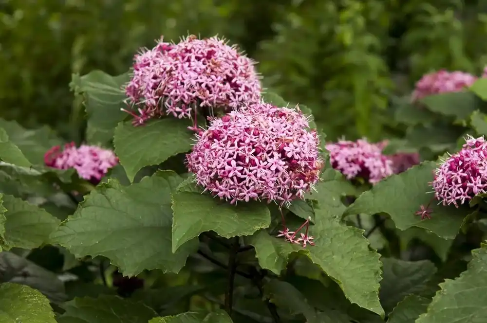 Pindakaasboom (Clerodendrum bungei) - Actie