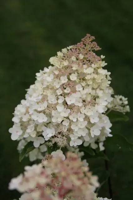 Hortensia (Hydrangea paniculata ‘Grandiflora‘) - Hoog gewaardeerd