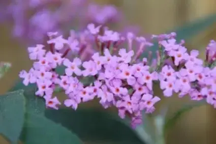 Vlinderstruik (Buddleja davidii ‘Ille de France‘) | Slechts tijdelijk