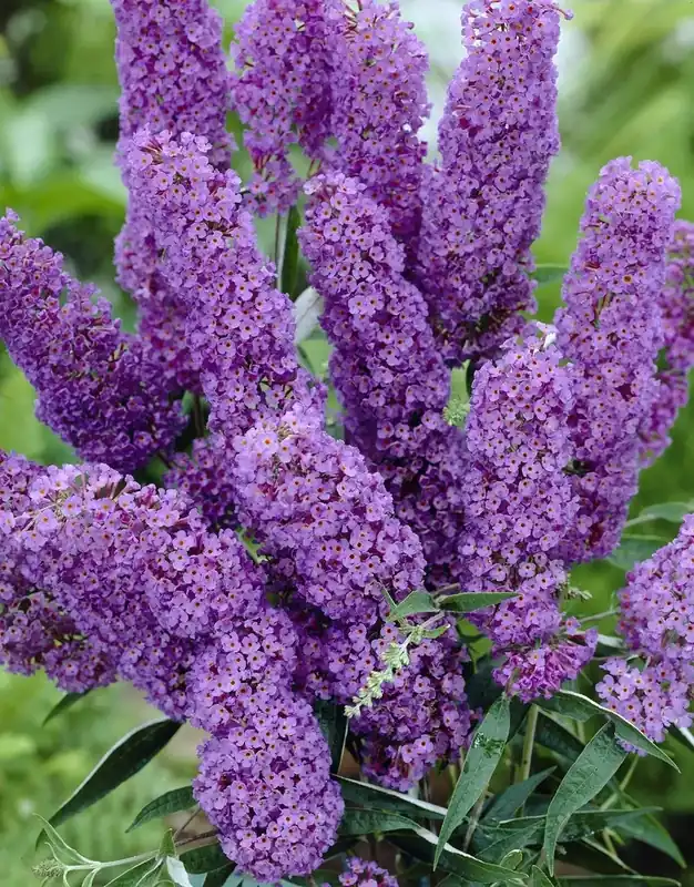 Vlinderstruik (Buddleja davidii ‘Nanho Blue‘) - Dagdeal