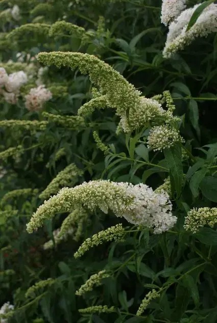 Witte vlinderstruik kopen en online bestellen Directplant | Snelle levering