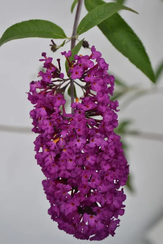 Nieuw in het assortiment - Vlinderstruik (Buddleja davidii ‘Royal Red‘)