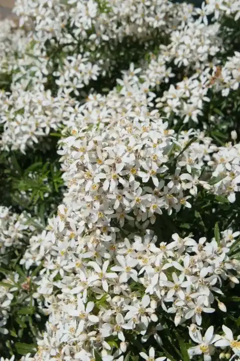Choisya kopen? Choisya White Dazzler met groeigarantie | Bespaar meer