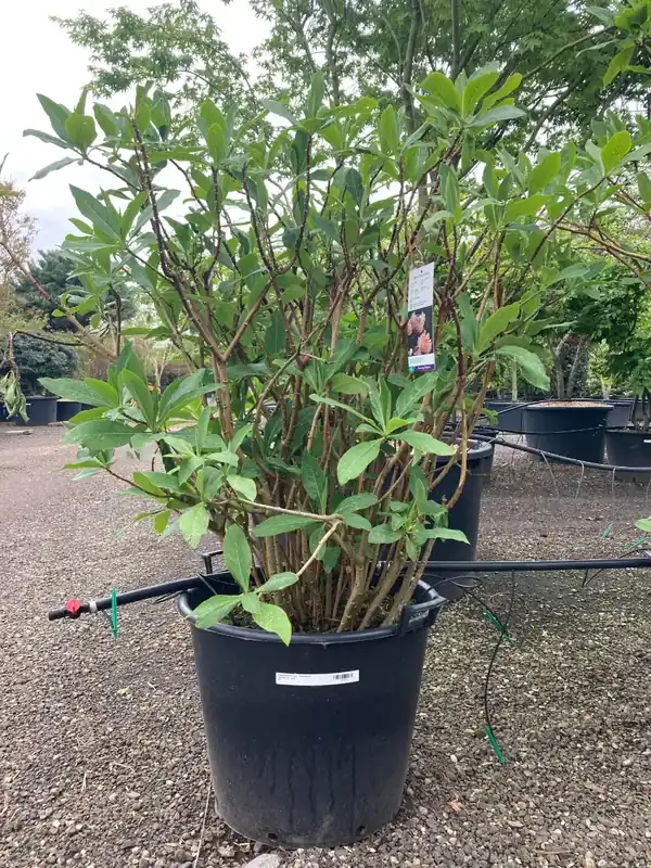 Papierstruik (Edgeworthia chrysantha) - Trending
