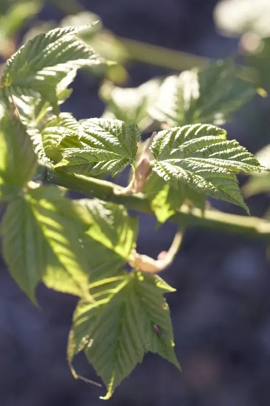Japanse Slangehuidesdoorn (Acer rufinerve) - Nieuw in het assortiment