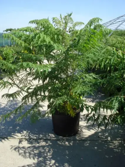 Fluweelboom, struik (Rhus typhina ‘Dissecta‘ (Laciniata)) | Nieuw
