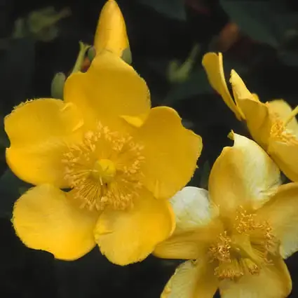 Hertshooi (Hypericum ‘Hidcote‘) | Voorraad bijna op