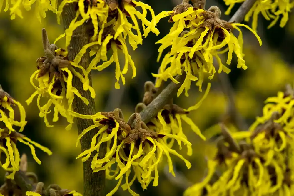 Topkwaliteit | Toverhazelaar (Hamamelis intermedia ‘Arnold Promise‘)