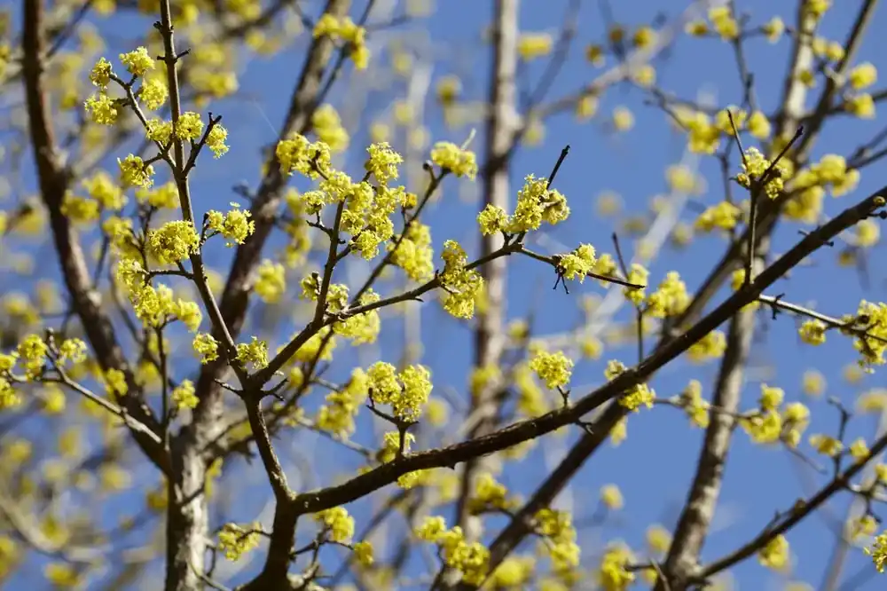Net toegevoegd - Gele kornoelje kopen? Cornus mas - Winterbloeier