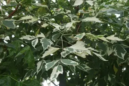 Mis het niet - Zilverbonte vederesdoorn (Acer negundo ‘Variegatum‘)
