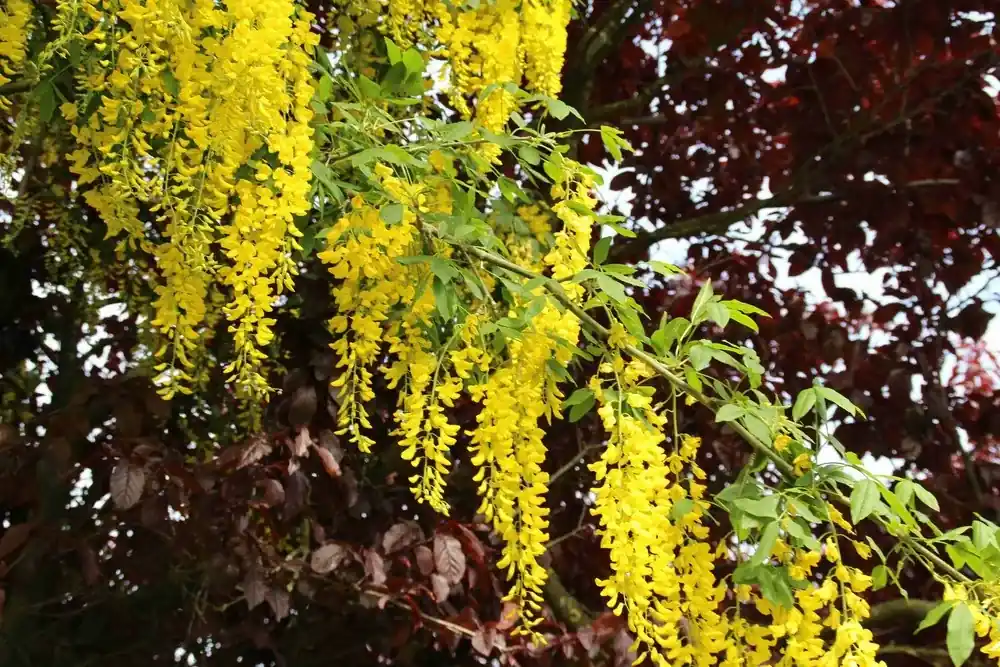 Gouden regen, struik (Laburnum watereri ‘Vossii‘) | Actieprijs