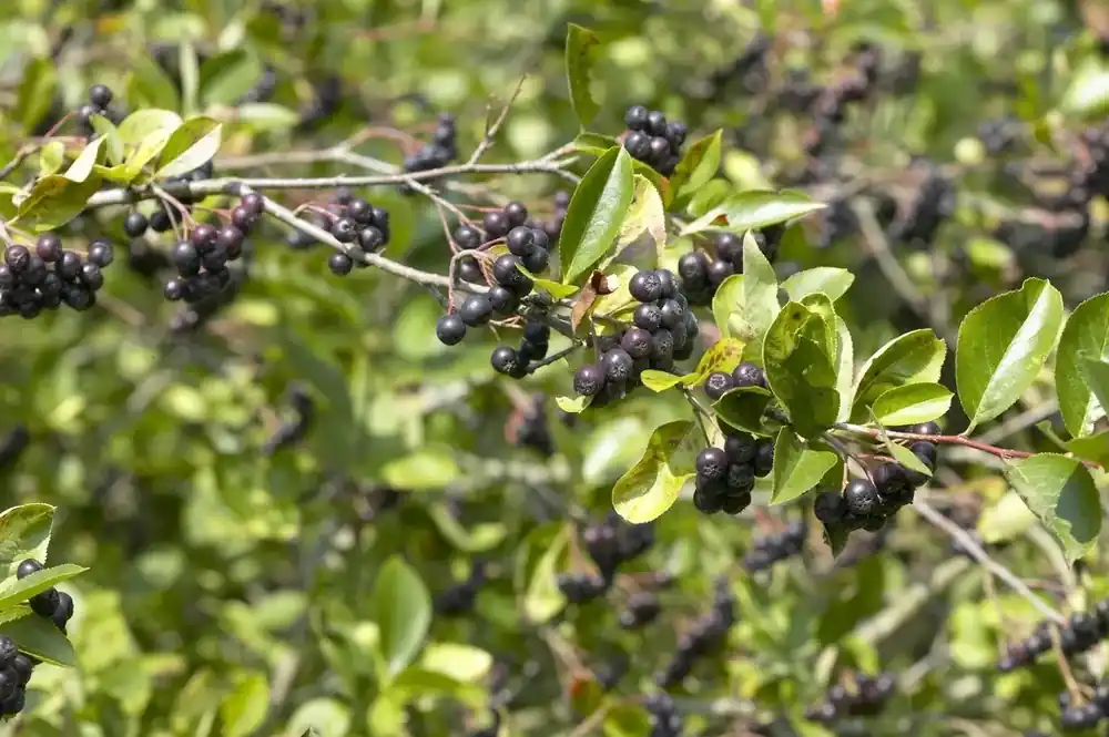 Outlet | Appelbes (Aronia prunifolia ‘Viking‘)