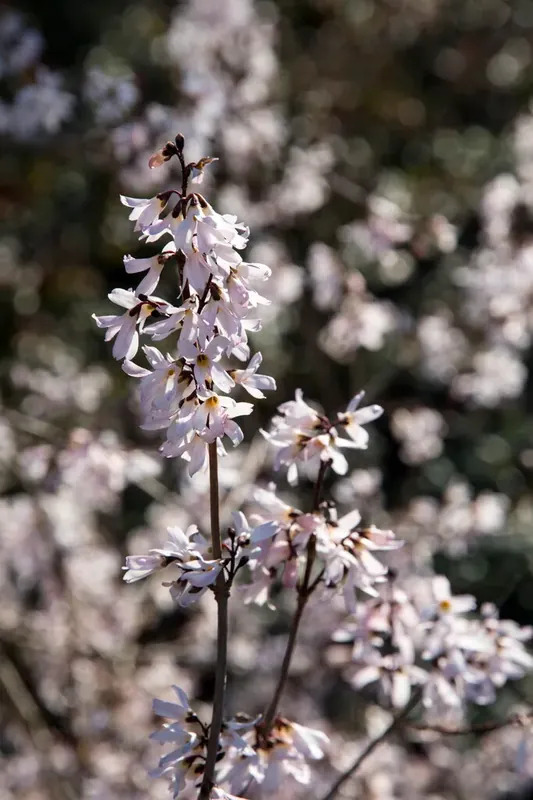Premium | Witte Forsythia (Abeliophyllum distichum)