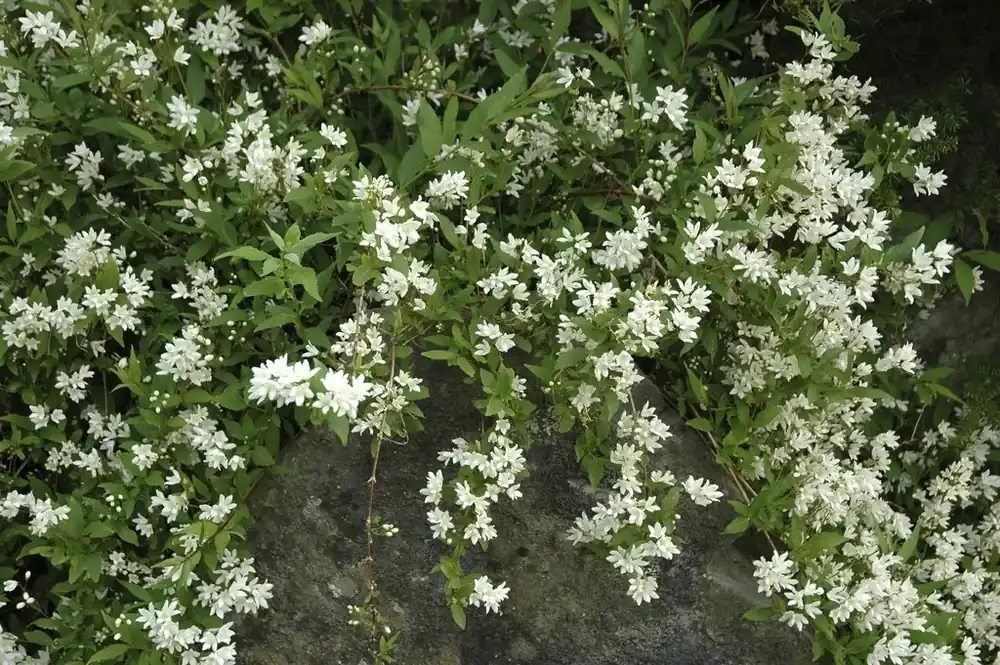 Extra voordeel - Bruidsbloem (Deutzia gracilis ‘Nikko‘)