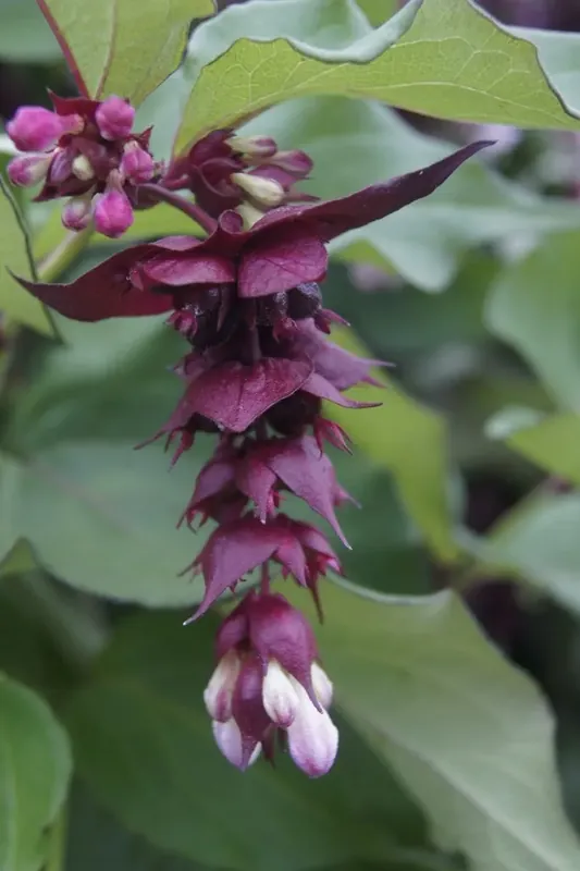 Fazantenbes (Leycesteria formosa ‘Purple Rain‘) - Hoge kwaliteit