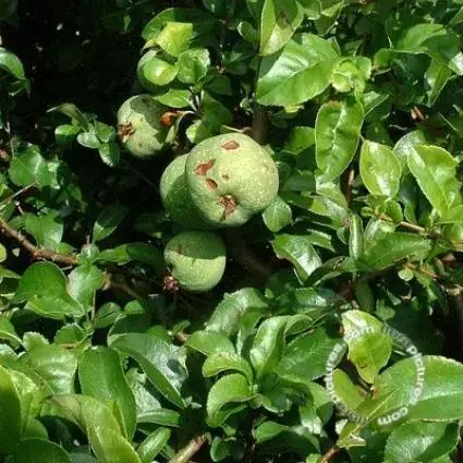Japanse kwee (Chaenomeles superba ‘Jet Trail‘) | Bestel nu
