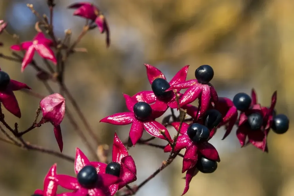 Nieuw | Pindakaasboom (Clerodendrum trichotomum fargesii)