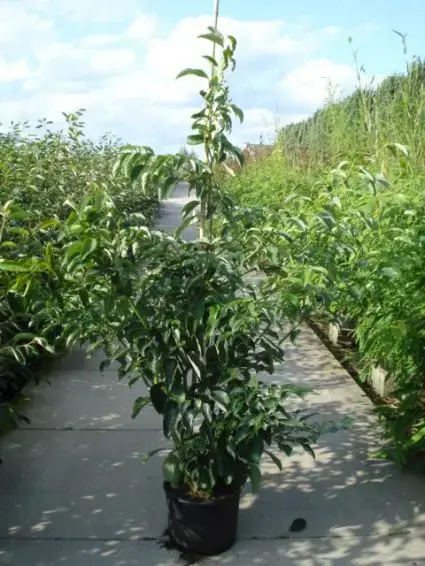 Bestel vandaag | Kornoelje (Cornus controversa ‘Pagoda‘)