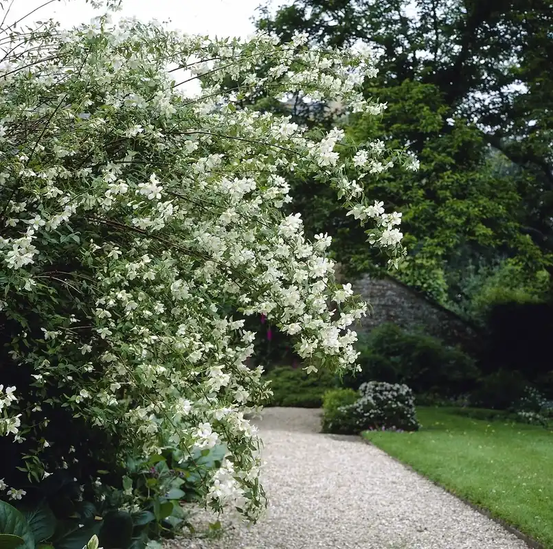 Boerenjasmijn (Philadelphus ‘Lemoinei‘) - Prijs verlaagd