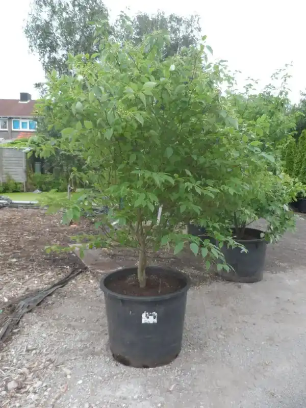 Veilig winkelen - Kornoelje (Cornus alternifolia)