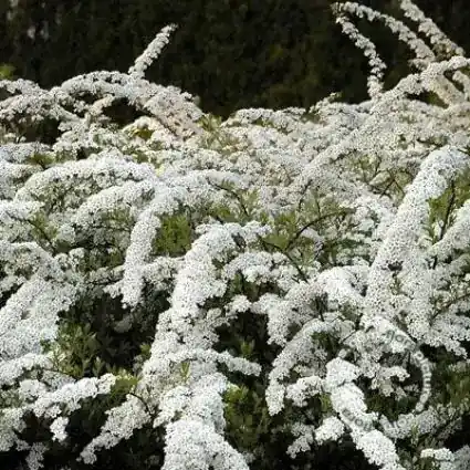 Populair bij klanten - Spierstruik (Spiraea arguta)