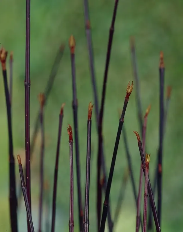 Kornoelje (Cornus alba ‘Kesselringii‘) | Nieuw