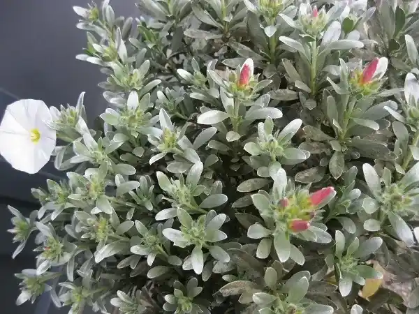 Populair - Zilverwinde (Convolvulus cneorum )