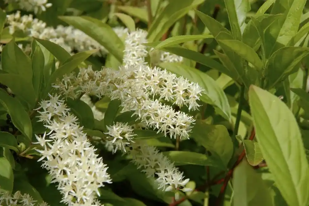 Bloemwilg (Itea virginica ‘Henry‘s Garnet‘) | Direct beschikbaar