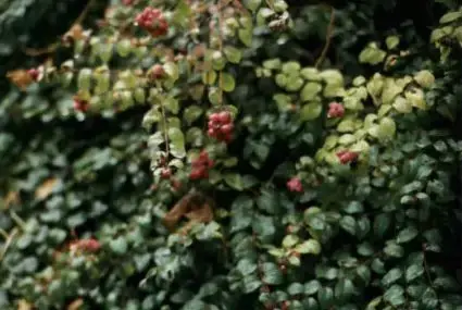 Sneeuwbes (Symphoricarpos chenaultii ‘Hancock‘) | Prijs verlaagd