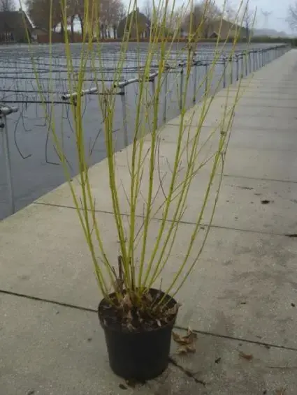Superprijs | Kornoelje (Cornus stolonifera ‘Flaviramea‘)