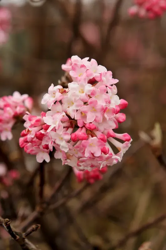 Bespaar nu - Sneeuwbal (Viburnum bodnantense ‘Charles Lamont‘)