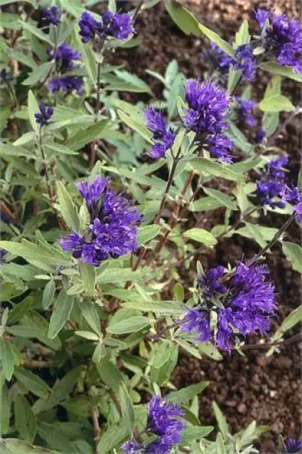 Speciale aanbieding | Caryopteris (Caryopteris clandonensis ‘Kew Blue‘)