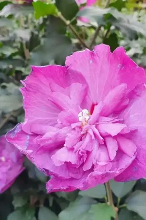 Aanrader - Altheastruik (Hibiscus syriacus ‘Purple Ruffles‘)