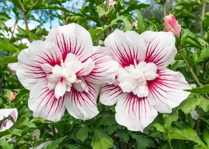 Klaar voor verzending | Altheastruik (Hibiscus syriacus ‘Starburst Chiffon‘)