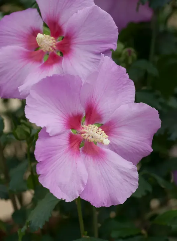 Vanaf nu beschikbaar | Altheastruik (Hibiscus syriacus ‘Rose Moon‘)