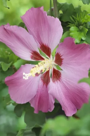 Altheastruik op stam (Hibiscus syriacus ‘Woodbridge‘) - Pak je kans