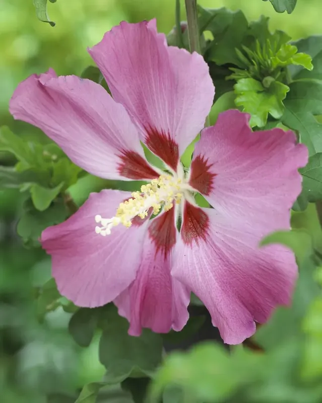 Altheastruik op stam (Hibiscus syriacus ‘Woodbridge‘) - Pak je kans