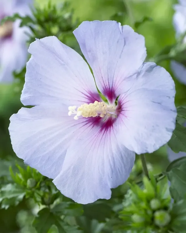 Altheastruik op stam (Hibiscus syriacus ‘Oiseau Blue‘) - Premium